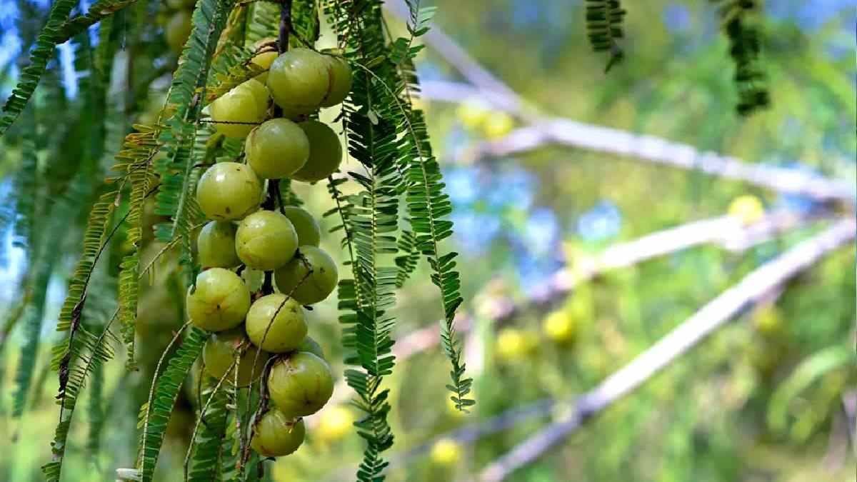 Benefits Of Amla : गुणों का खजाना है आंवला, सर्दियों के मौसम रोज खाएं इसे …