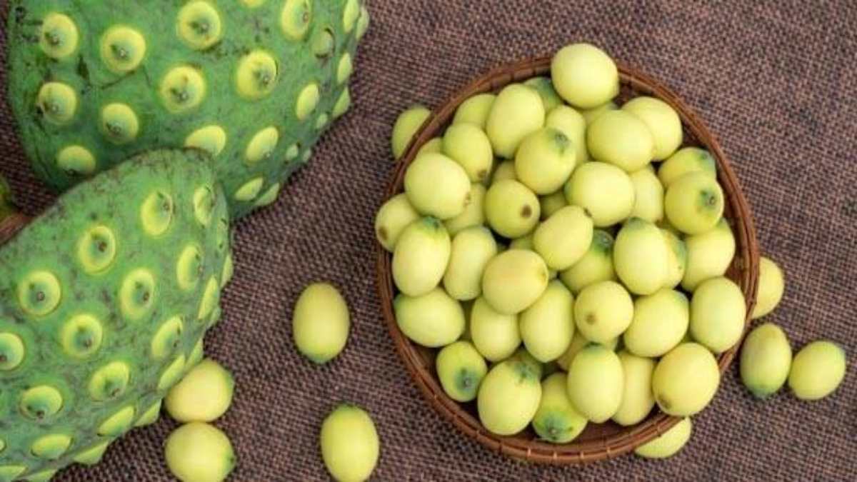 क्या आपने कभी खाया है कमल के बीज का फल यानी कमलगट्टा? नहीं तो यहां जाने इसे खाने के फायदे …