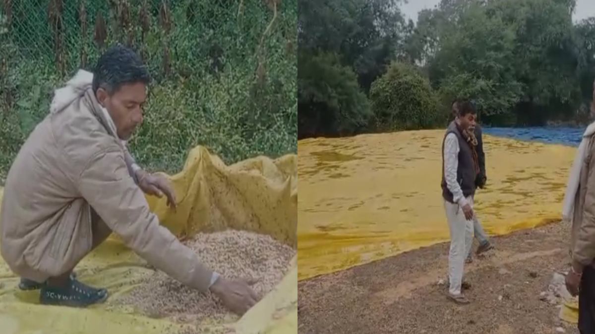 खरीदी केंद्र न खोले जाने का खामियाजा भुगत रहे किसान, बारिश से खुले में पड़ा हजारों क्विंटल धान भीगा