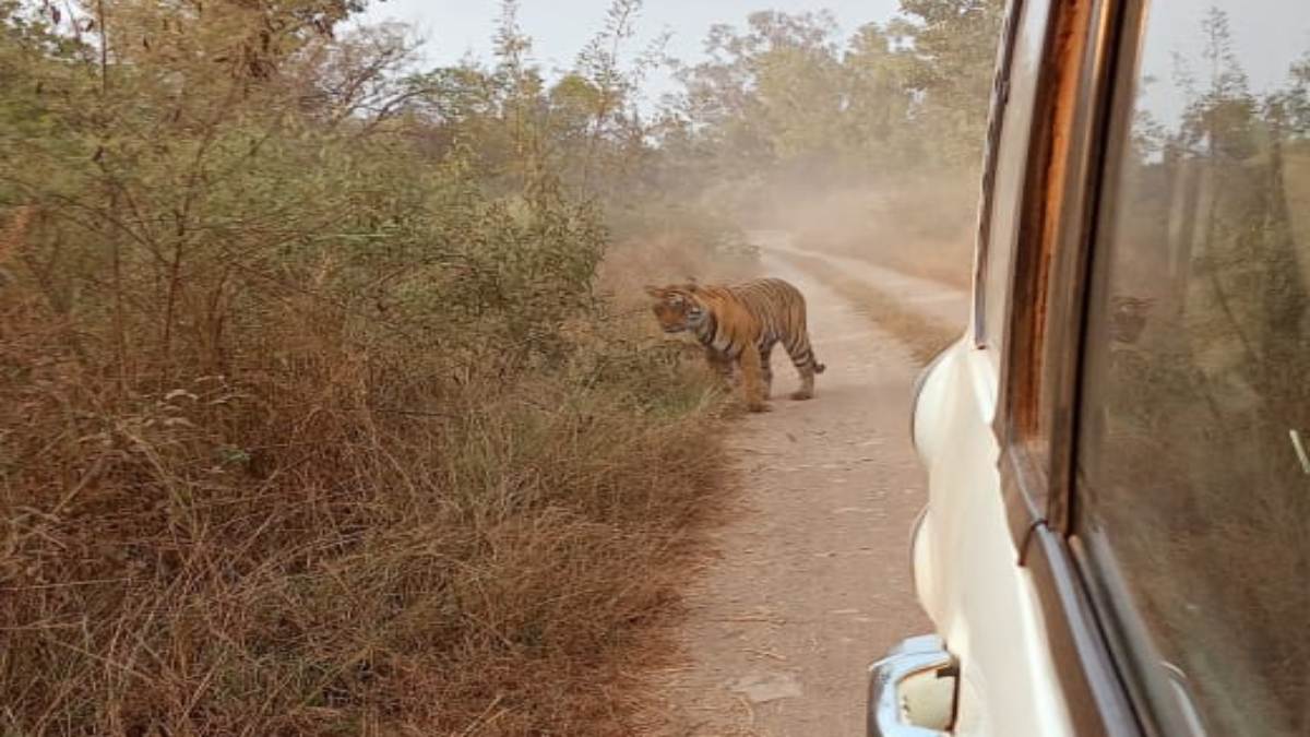 Kuno National Park: चीतों के घर में टाइगर की एंट्री; कूनो में मिले बाघ के पद चिन्ह, VIDEO वायरल