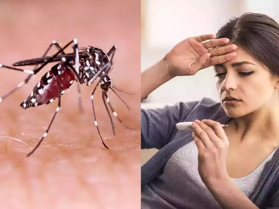Punjab News: लुधियाना में डेंगू का कहर, दो संदिग्ध मरीजों की मौत, 15 दिन में 9 लोगों ने तोड़ा दम.