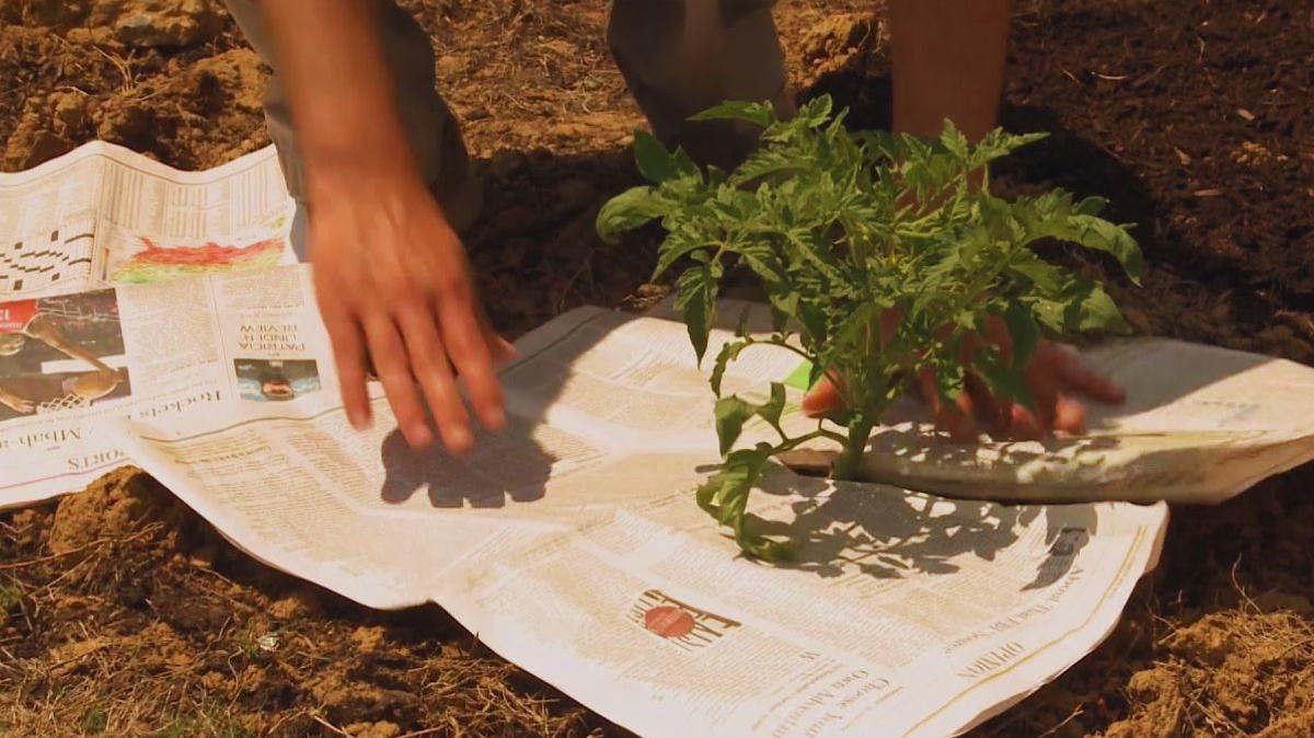 Use Of Newspapers In Garden: गार्डनिंग में करें रद्दी अखबार का इस्तेमाल, ये जबरदस्त खाद का करेगी काम