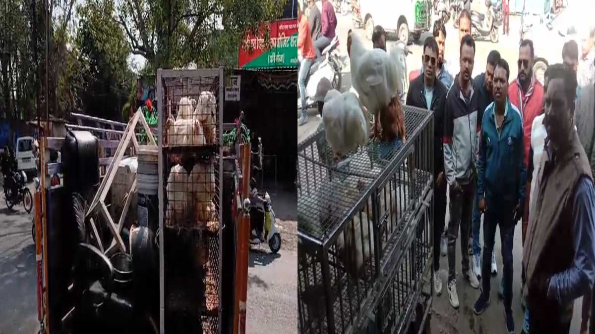 एक्शन में नगर पालिका, अवैध रूप से संचालित चिकन-मटन के दुकानों में जड़ा ताला