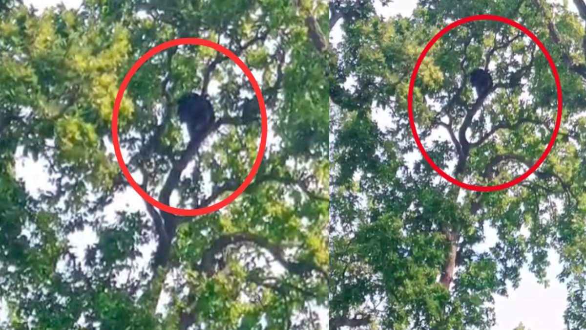 पेड़ पर चढ़ा भालू: गांव में फैली दहशत, टाइगर रिजर्व की टीम ने सतर्क रहने की दी सलाह