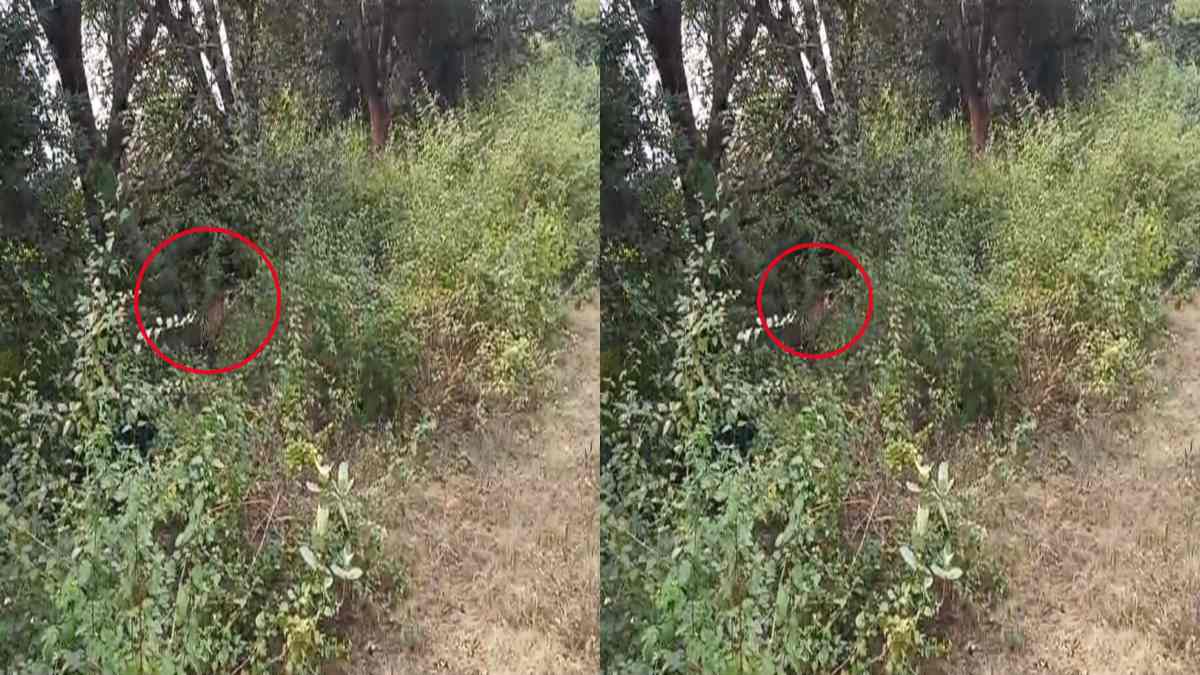 गांव में घुसा बाघ: लोगों में दहशत का माहौल, मौके पर पहुंची वन विभाग की टीम, देखें Video