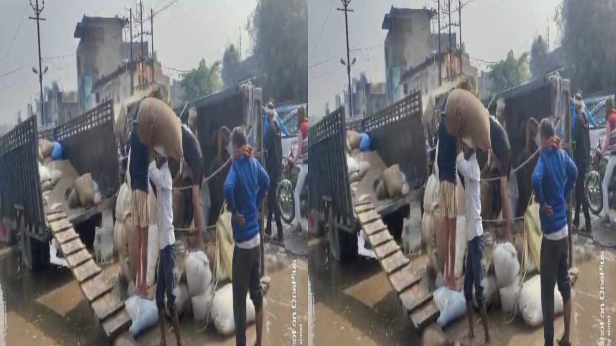 Morena News: पानी में गई किसान की खून पसीने की कमाई, बाजरा से भरी ट्राली गड्ढे में पलटी