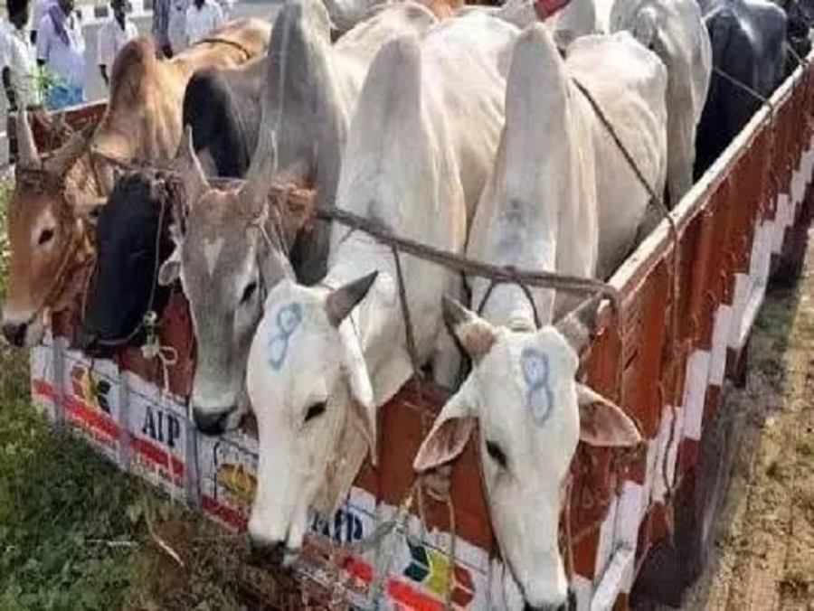 Punjab News: फिरोजपुर में गोवंश से भरा ट्रक पकड़ा, 2 आरोपी गिरफ्तार…