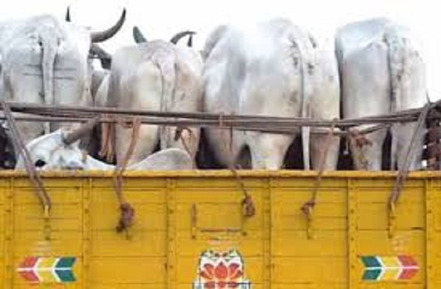 गऊओं की तस्करी करने वाले गिरोह का पर्दाफाश, 21 गाय-बछड़े बरामद