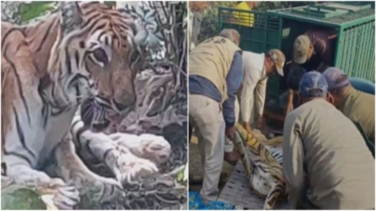 टाइगर को हाइवे पर चहलकदमी करते देख लोगों के उड़े होश, वन विभाग ने ऐसे किया रेस्क्यू   