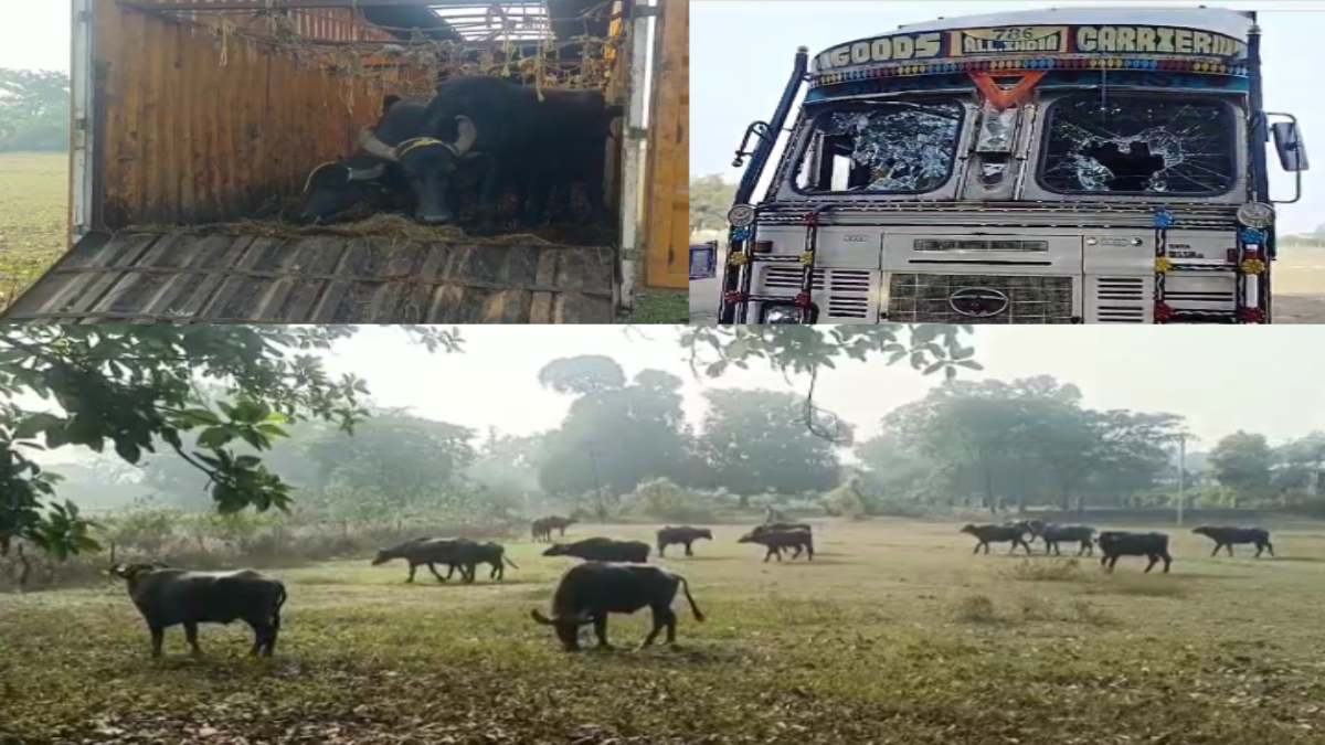 CG NEWS : अनियंत्रित होकर सड़क से उतरा कंटेनर, पुलिस पहुंची तो हुआ बड़ा खुलासा, मवेशियों की हो रही थी तस्करी