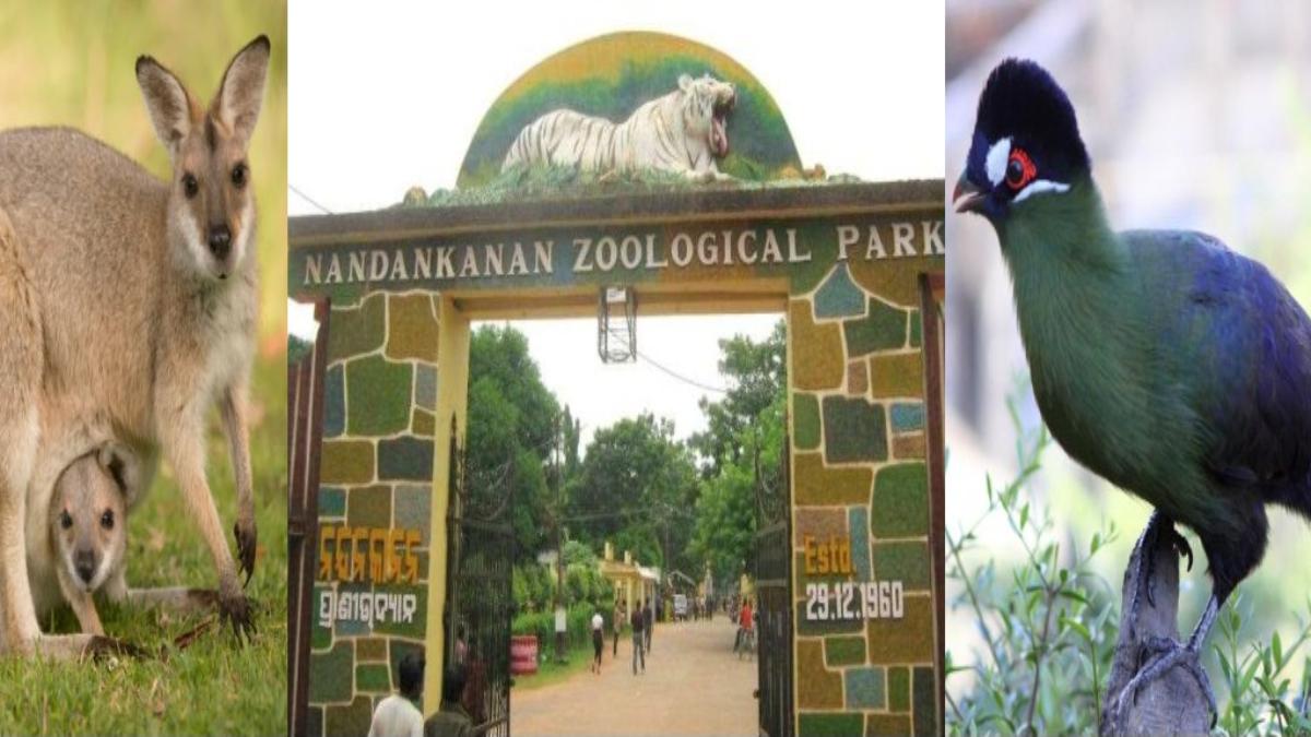 नंदनकानन ने अपने परिवार में जोड़े चार नए सदस्य, इस दिन से देख पाएंगे पर्यटक