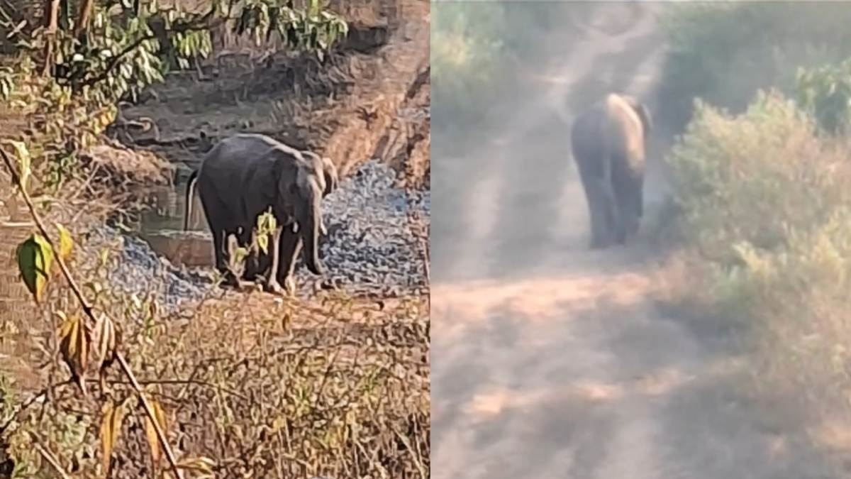 CG NEWS : इस जिले में 27 हाथियों का दल कर रहा विचरण, कड़ाके की ठंड में जान बचाने ग्रामीण कर रहे रतजगा