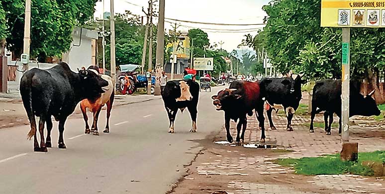 अंबाला में बेसहारा पशुओं को लेकर किसान नाराज, पशुओं को अनाज मंडी में छोड़ा