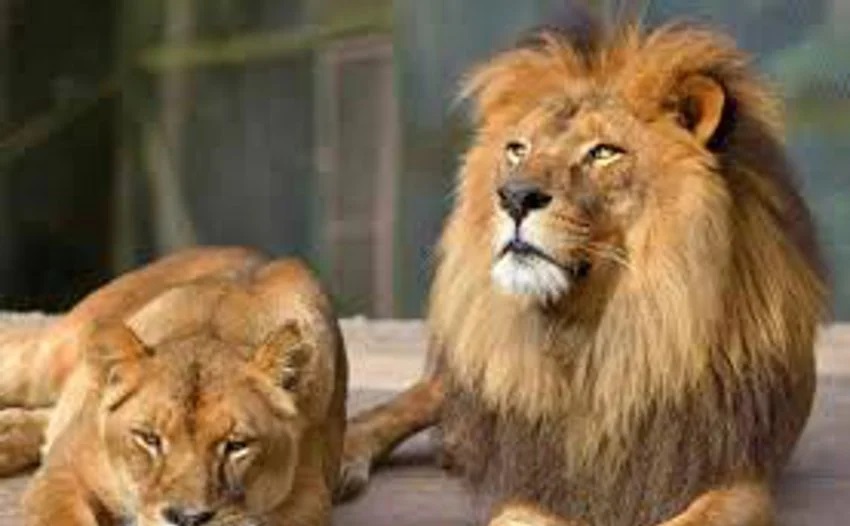 Rajasthan News: आस टूटी… शेरनी तारा की ब्रीडिंग फेल, जोधपुर को नहीं मिलेगा शावक