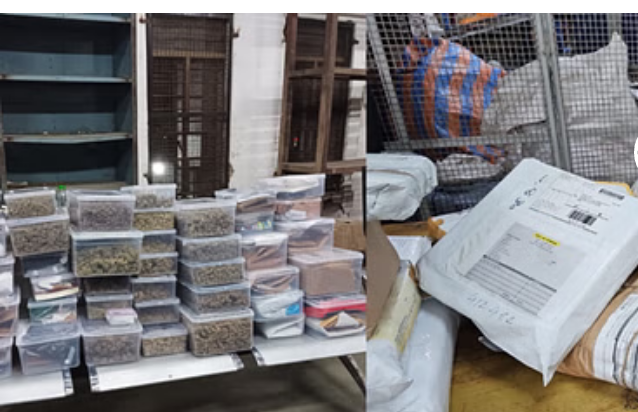 पंजाब पुलिस ने की 14.72 लाख से ज्यादा प्रतिबंधित गोलियां बरामद