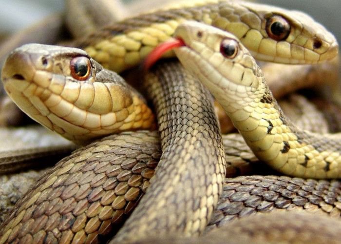 Rajasthan News: कोटा में खुलेगा सांपों का पार्क, शोध भी कर सकेंगे छात्र