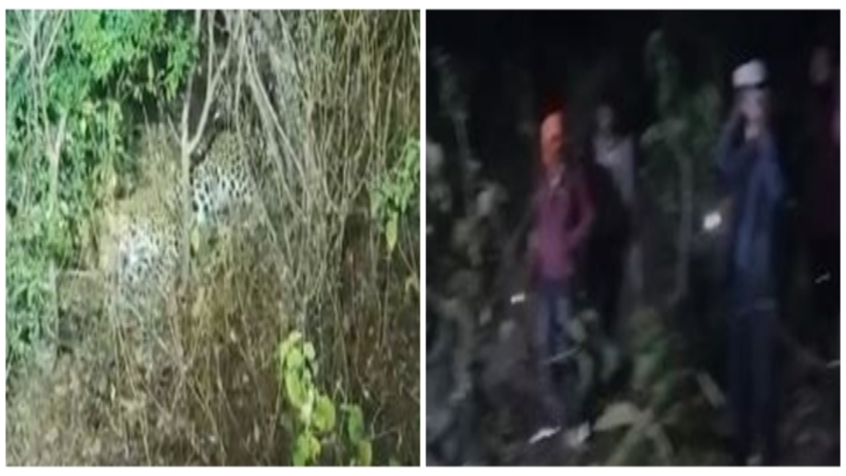 जाल में फंसे तेंदुए ने खुद को किया आजाद, रेस्क्यू टीम के पहुंचने से पहले चकमा देकर हुआ फरार 