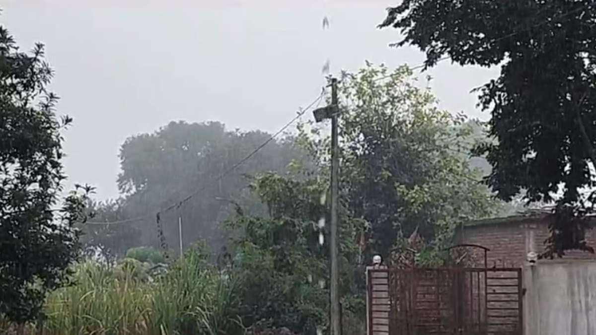 MP में अन्नदाता फिर परेशानः बेमौसम बारिश से चना, मसूर समेत दलहन की फसल खराब