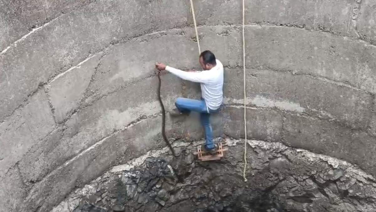 20 दिनों से 45 फीट गहरे कुएं में लटका रहा फंसा, सर्प मित्र ने रेस्क्यू कर जंगल में छोड़ा