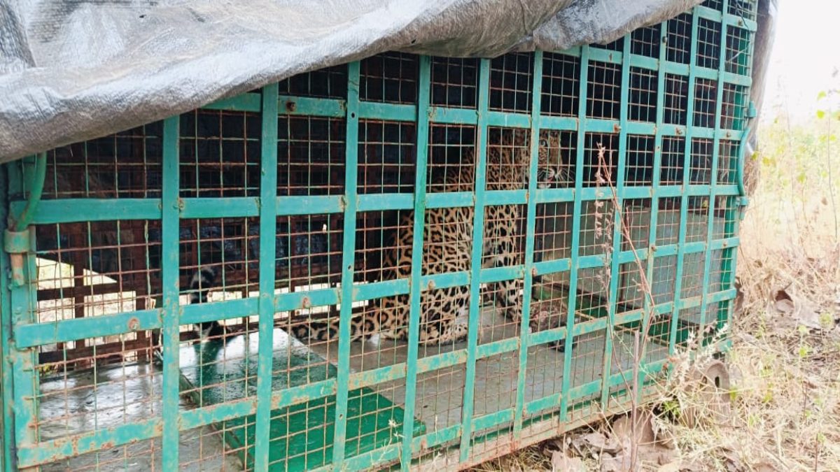 Wild Animal: पिंजरे में कैद हुआ खूंखार तेंदुआ, 7 दिनों बाद ग्रामीणों ने ली राहत की सांस