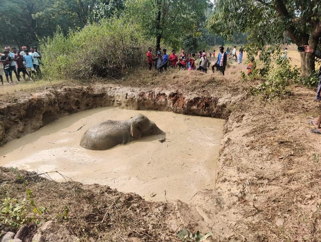 Odisha News: सुंदरगढ़ में खाई में गिरा हाथी, बचाव कार्य जारी…
