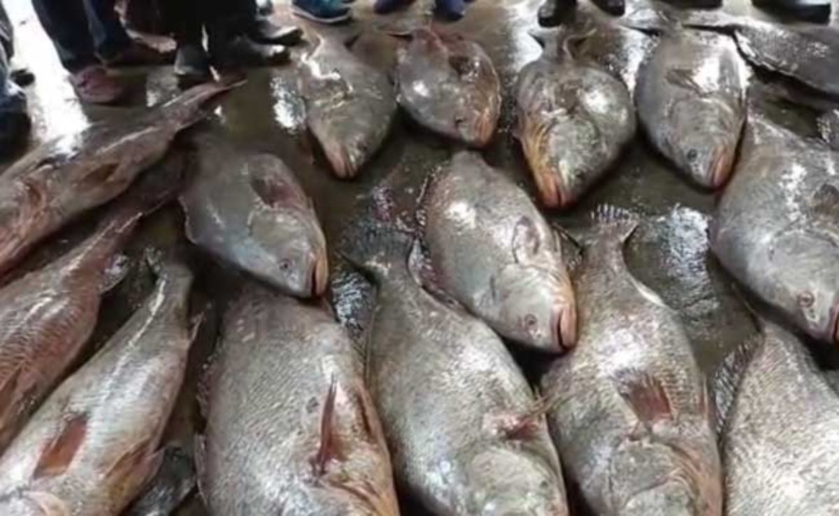 Odisha News: ओडिशा के पारादीप में 25 लाख रुपये में बिकीं 17 तेलिया मछलियां…