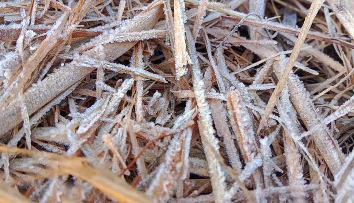 इस सीज़न की पहली बर्फबारी का गवाह बना शिमिलिपाल गांव, पारा 5°C से नीचे…