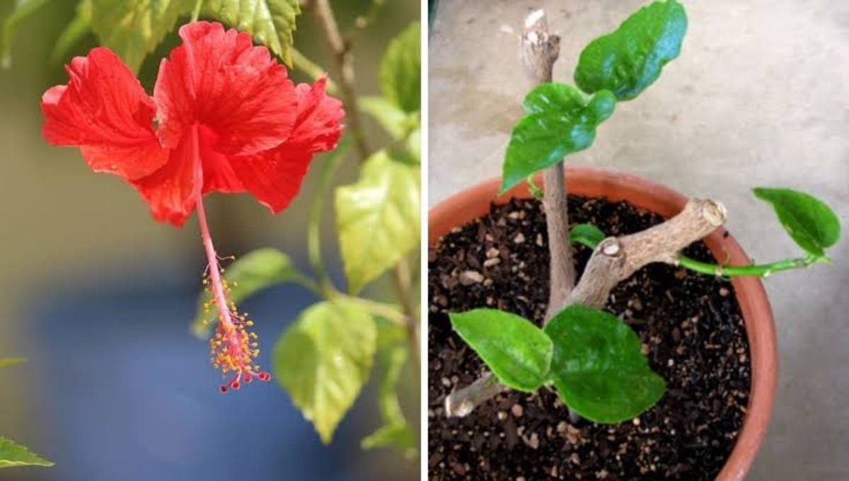 Gardeing Tips: आपके गुड़हल में भी नहीं आ रहे हैं फूल, तो इस तरह से लगाएं पौधे और पौधे में मिलाएं ये सभी चीजें…