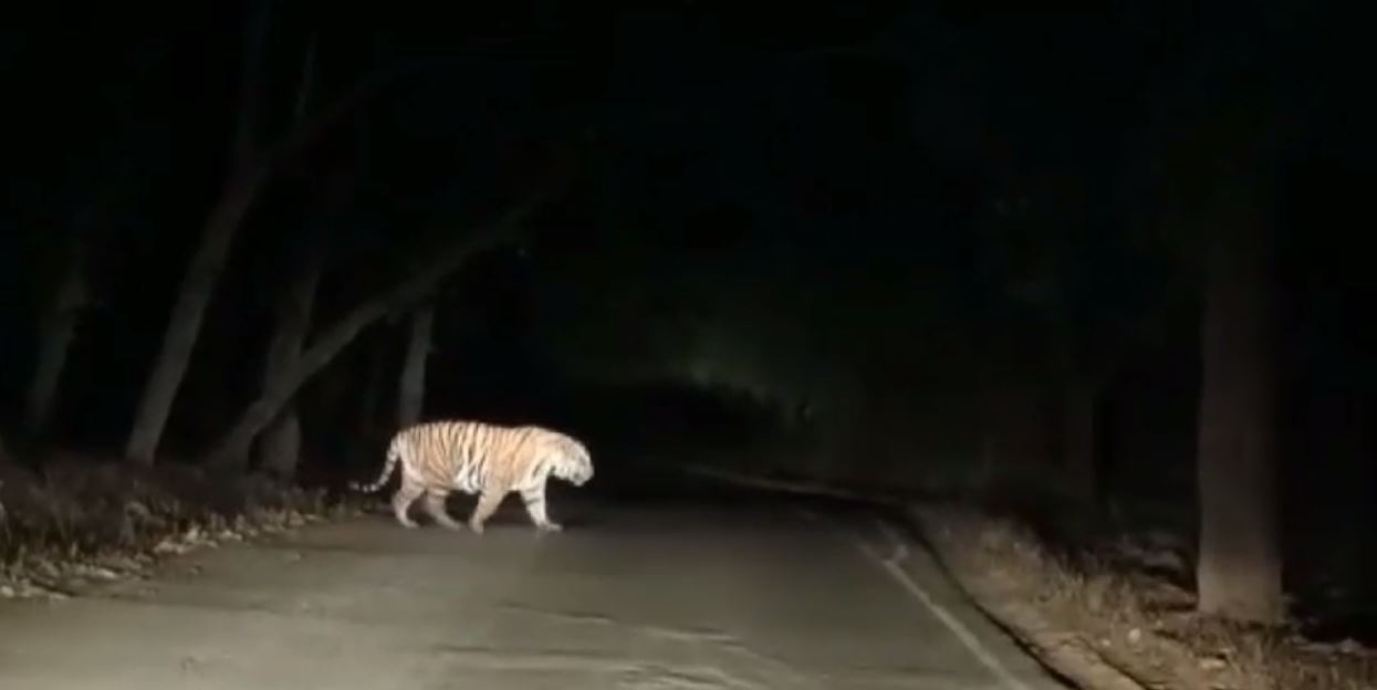 टाइगर रिजर्व में ईवनिंग सफारी में दिखा शानदार नजारा: जंगल से निकलकर सड़क पर आ खड़ा हुआ बाघ, रोमांचित हुए पर्यटक, देखें VIDEO