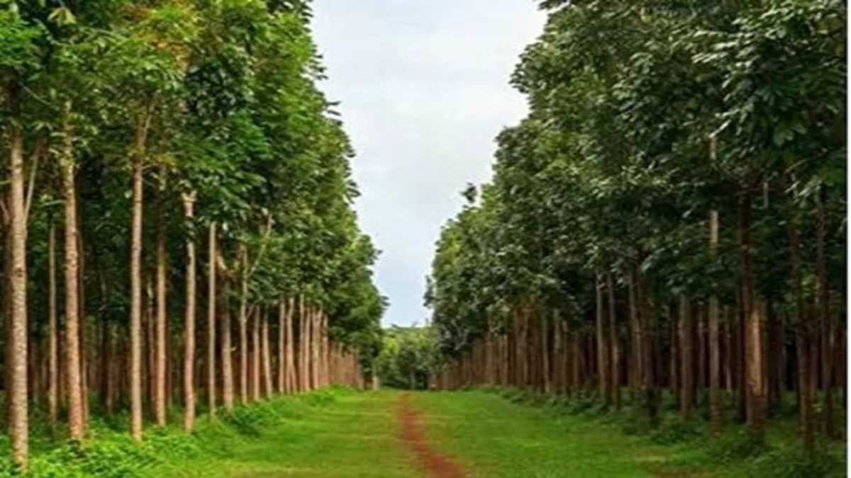 इसकी लकड़ी से बनते हैं जहाज और गहने, इसका पेड़ 12 साल में बना देता है करोड़पति