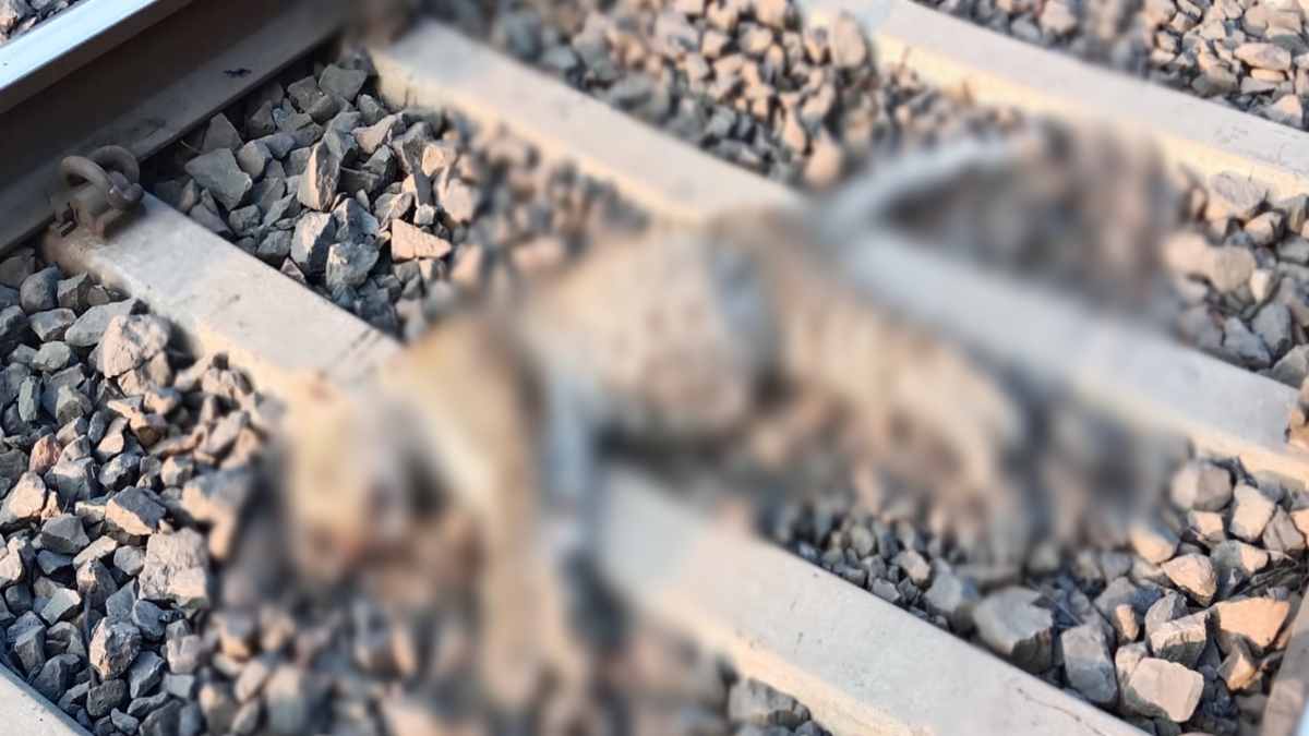 रेलवे ट्रैक पर मिला तेंदुआ का शव, वन विभाग ने कब्जे में लेकर जांच की शुरू