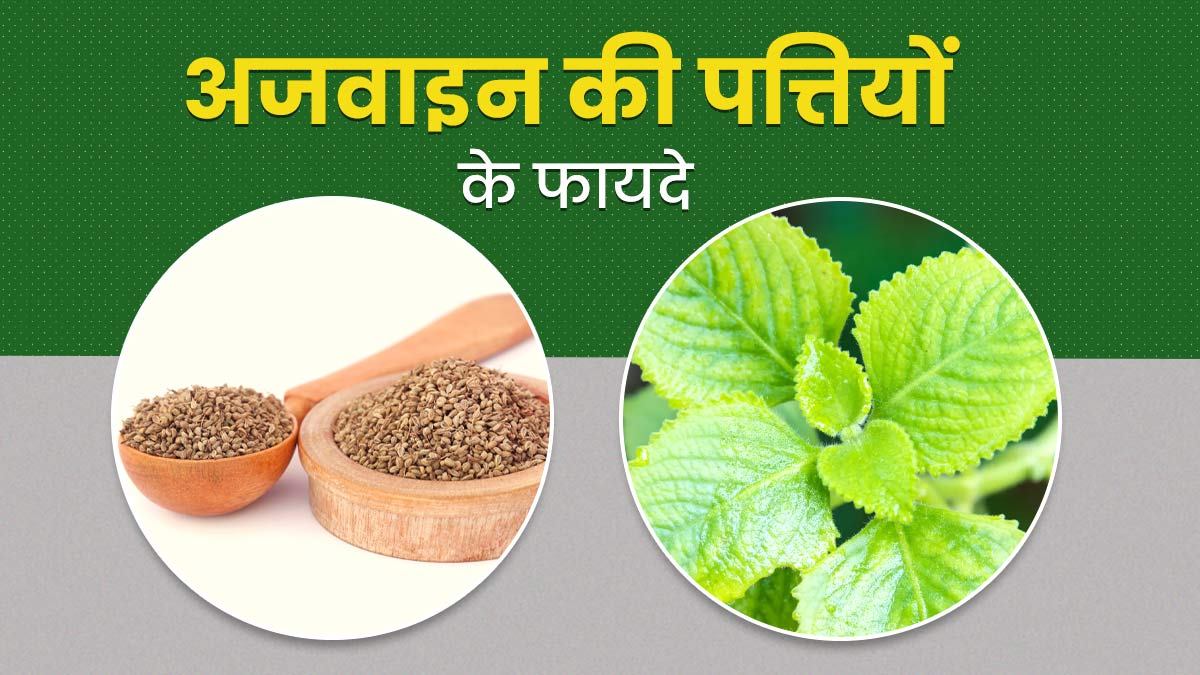 स्वाद और सेहत का खजाना है अजवाइन की पत्तियां, घर पर आसानी से उगाये अजवाइन का पौधा…