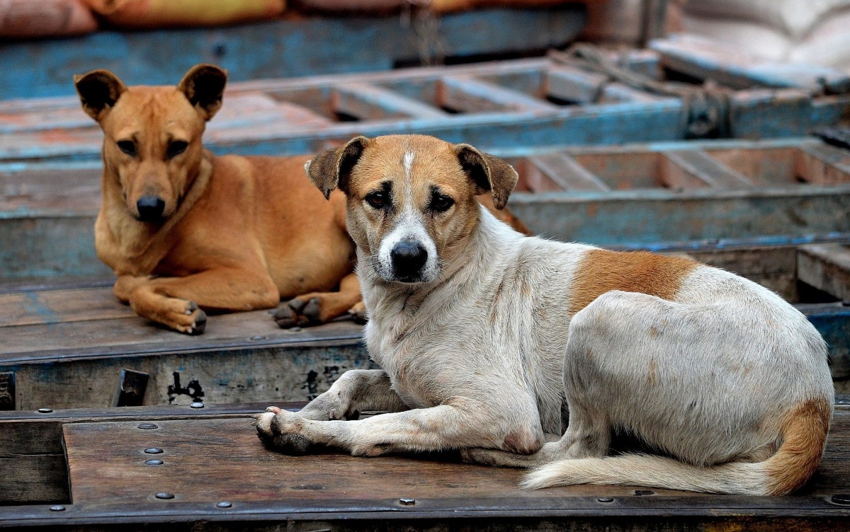 Odisha News: बीएमसी ने शुरू किया आवारा कुत्तों का नसबंदी कार्यक्रम, तैयार किए 250 कुत्ते केनेल…
