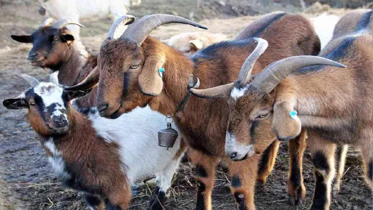 ‘साहब मेरे बकरे चोरी हो गए…’ पॉश कॉलोनी से 10 बकरे हुए चोरी, दुकानदार ने पुलिस से लगाई गुहार