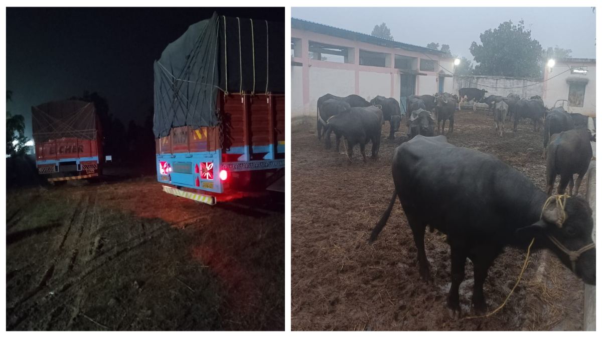पशु तस्करी पर नहीं लग रही लगाम, बड़ी कार्रवाई कर पुलिस ने जब्त की 44 भैंसें