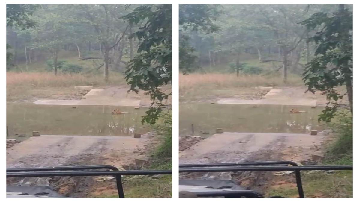 बाघ ने रोका सैलानियों का रास्ता, 2 घंटे तक पानी में नहाता रहा टाइगर, Video वायरल