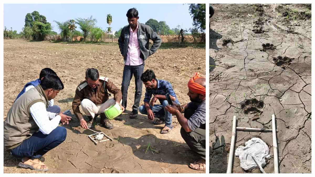 खेत में टाइगर के पदचिन्ह मिलने से गांवों में दहशत, वन विभाग ने जांच के लिए भेजा