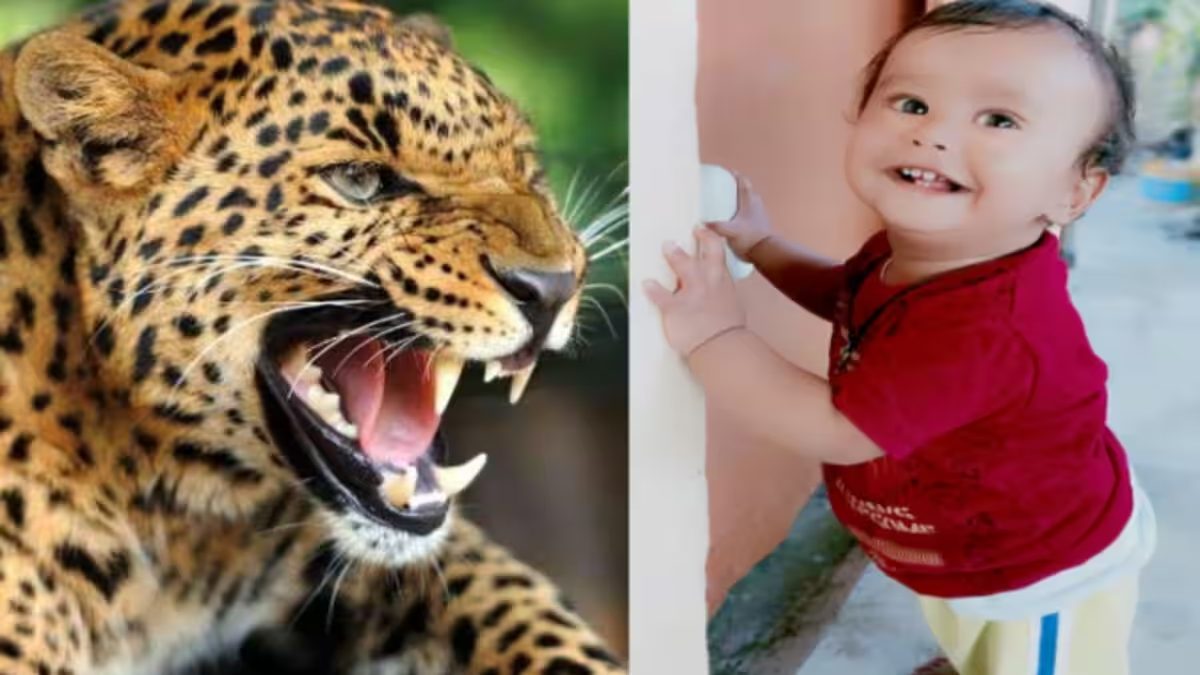 Dehradun News : आंगन में खेल रहे मासूम को गुलदार ने बनाया निवाला, घर से कुछ दूर में मिला बच्चे का शव