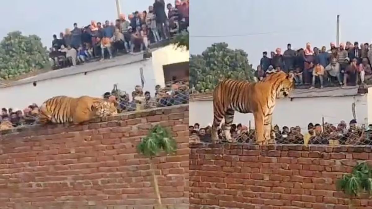 जंगल से निकलकर गांव में पहुंचा बाघ, घरों की दीवारों पर चहलकदमी करते दिखा, दहशत में ग्रामीण, देखिए Video