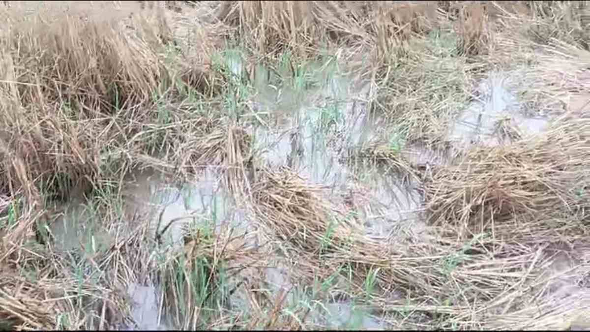 Cyclone Michaung ने बढ़ाई किसानों की परेशानी, धान के खेतों में पानी भरने से फसल बर्बाद