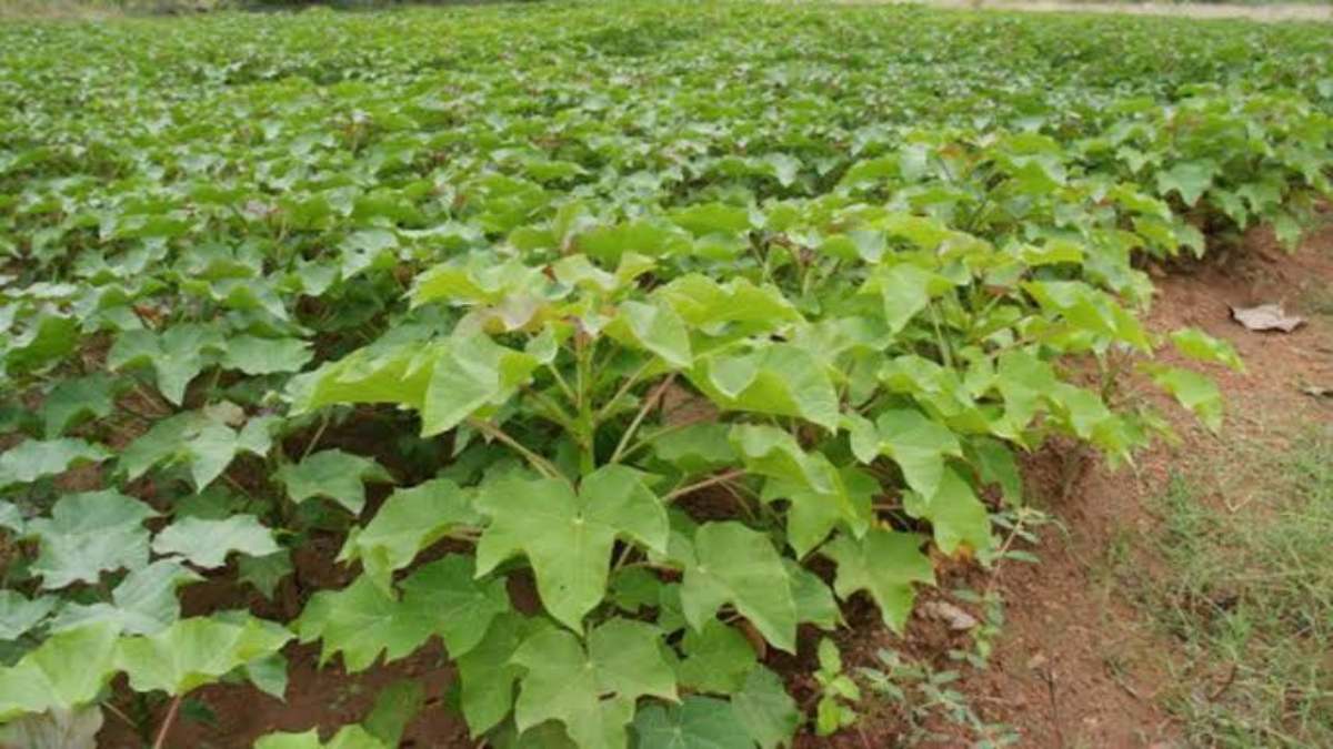 ‘डीजल’ की खेती :  बंजर जमीन पर भी खेती कर कमा सकते हैं लाखों रुपये, सरकार खरीदती है इसका बीज