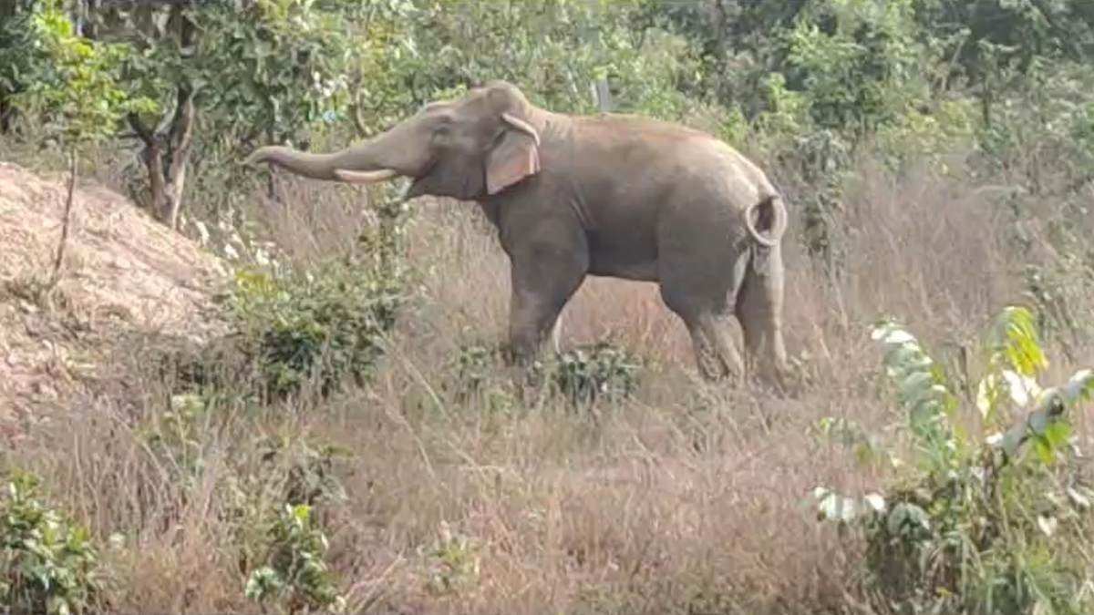 बेपरवाह वन विभाग : झुंड से बिछड़ा हाथी ले चुका 4 लोगों की जान, 3 हाथियों की भी हो चुकी मौत, लेकिन DFO मना रहे छुट्टी