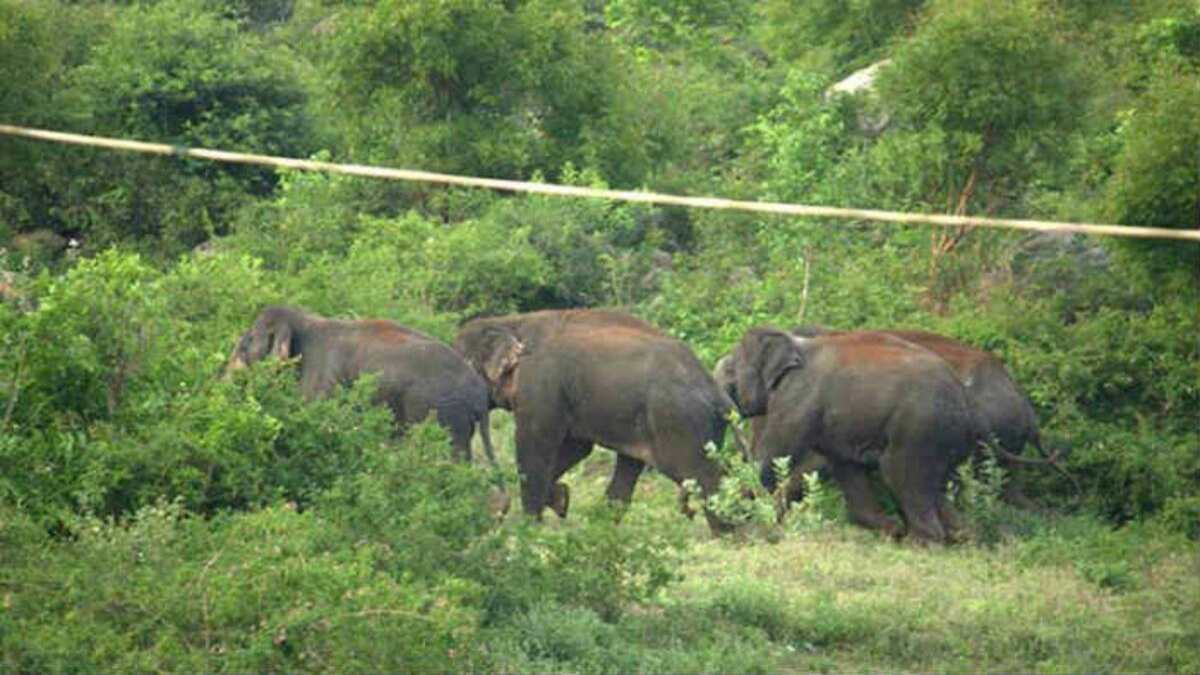 Odisha News : हाथियों के झुंड ने वन रेंजर पर किया हमला, रेंजर गंभीर रूप से घायल