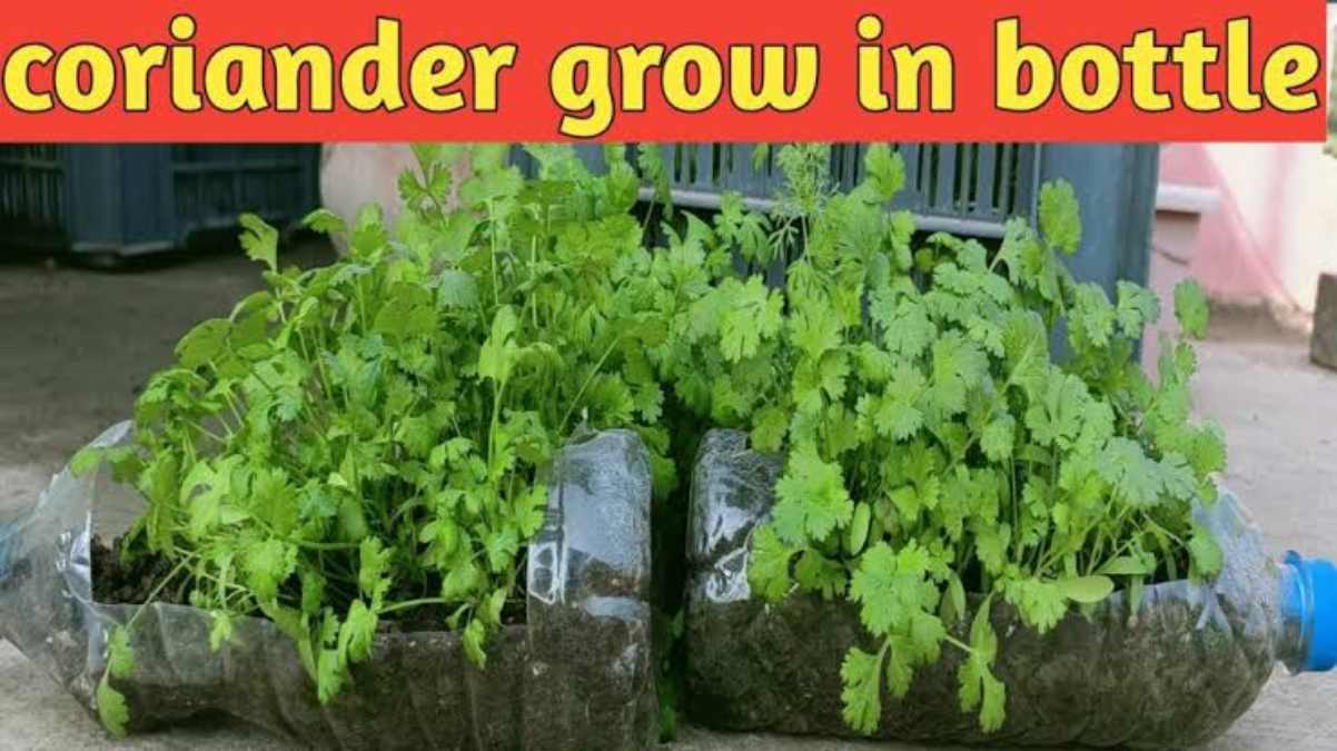 Gardning Tips : घर में धनिया लगाना है बहुत आसान, बड़ी आसानी से किसी भी पुराने डिब्बे या ट्रे में लगाएं …