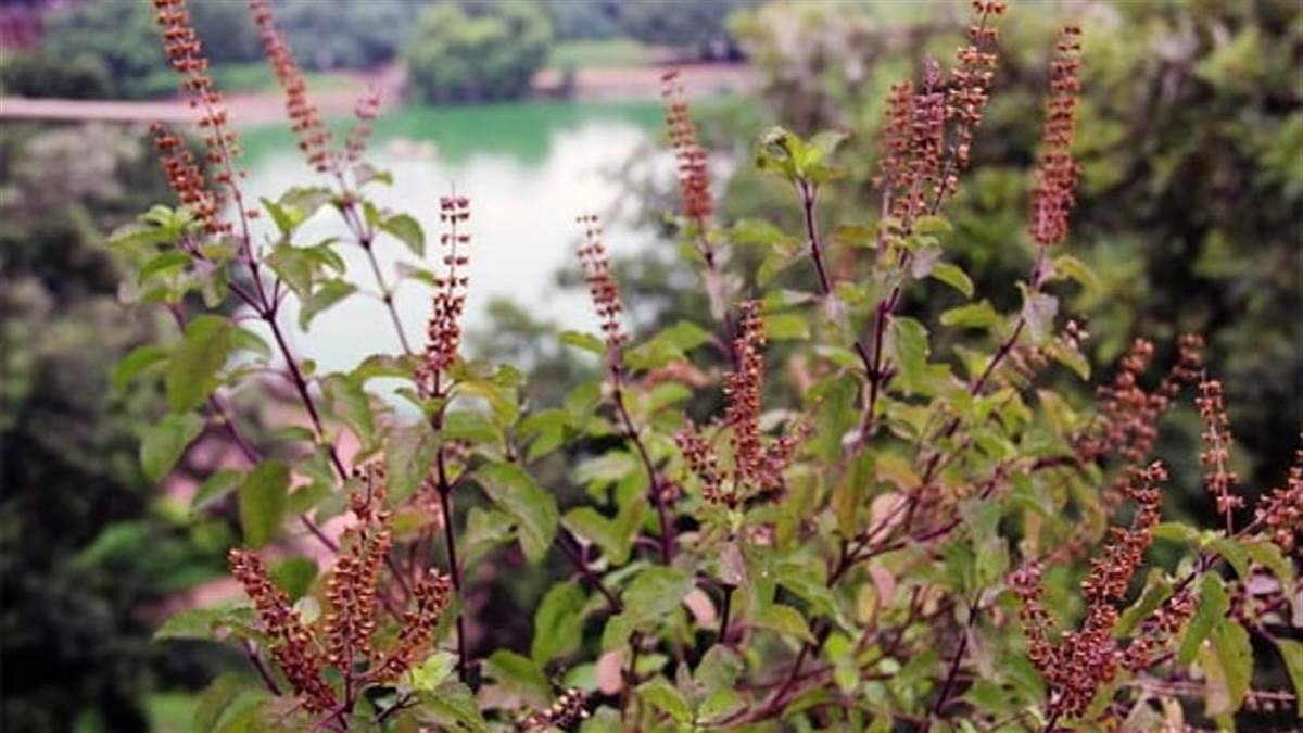 तुलसी के साथ लगाएं ये पौधे, कई गुना बढ़ जाएगा मिलने वाला लाभ …