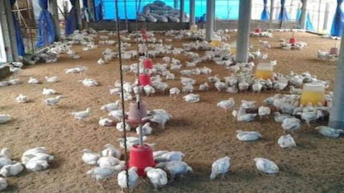 सर्दियों के मौसम में मुर्गी पालन से पाएं मुनाफा, अच्छी कमाई के लिए अपनाएं ये तरीकें …