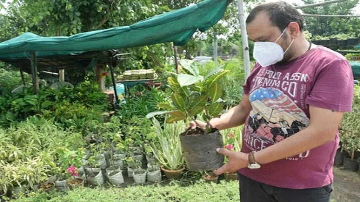 Punjab News : नर्सरी मालिकों को अब तैयार करने होंगे वायरस मुक्त पौधे, खेती करना हो गया है अनिवार्य …