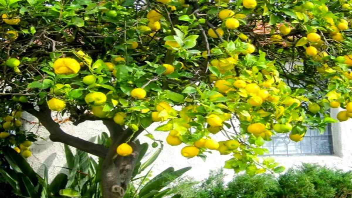 Lemon Cultivation News : नींबू की खेती से कर सकते हैं लाखों की कमाई, एक बार लगाने से 12 साल तक मिलेगा मुनाफा …