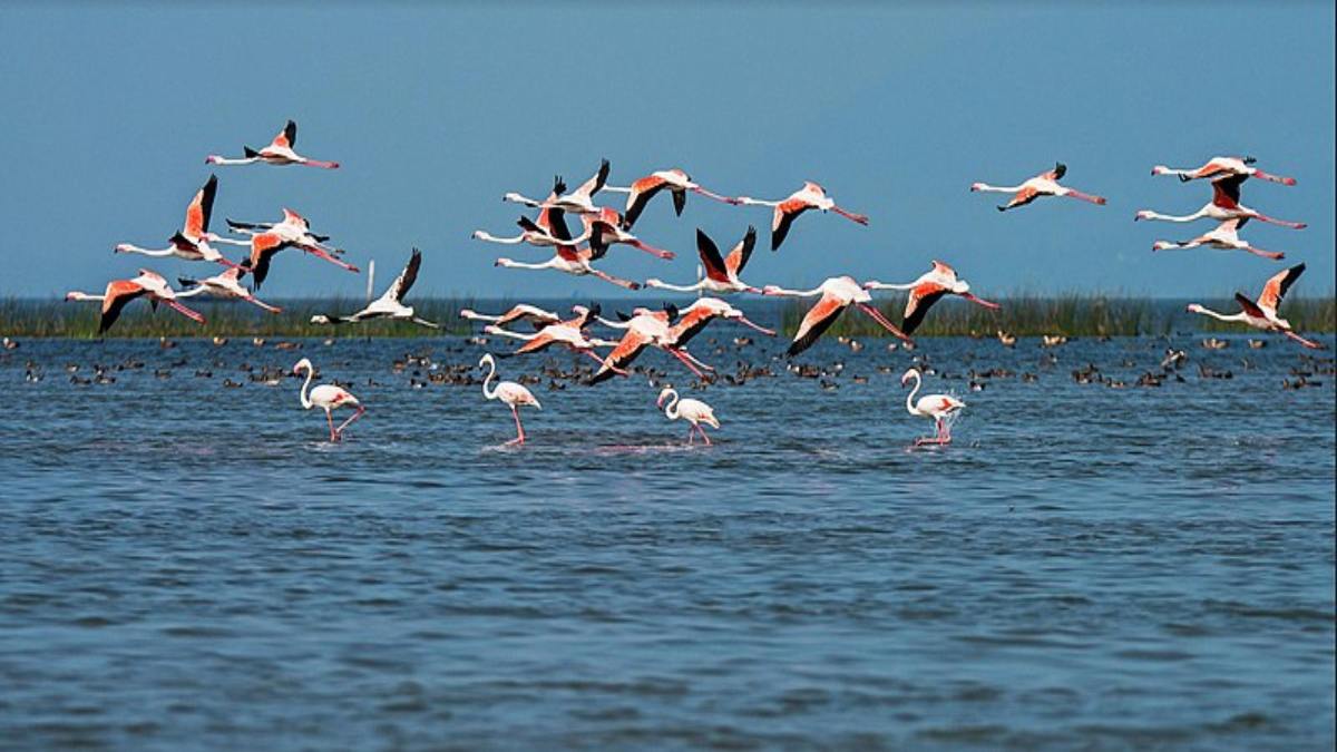 4 जनवरी को की जाएगी चिल्का झील की वार्षिक पक्षी गणना