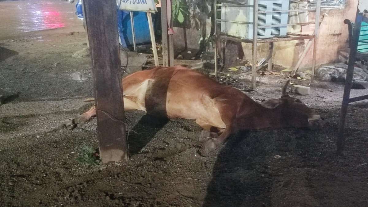 CG NEWS : खंभे में करंट आने से गाय की मौत, अवैध बिजली कनेक्शन से हुई घटना